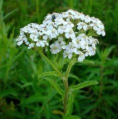 Yarrow con artrosis